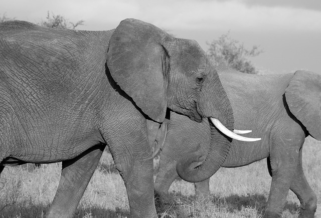 elefant