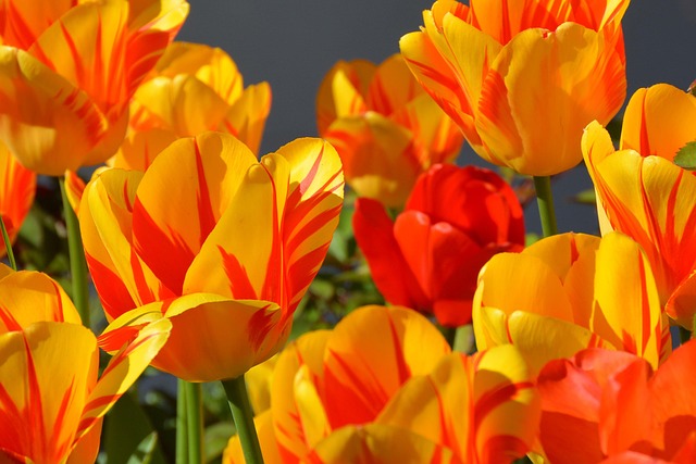 tulipán, virág, tavasz