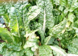 Mángold: a vitamin és antioxidáns bomba