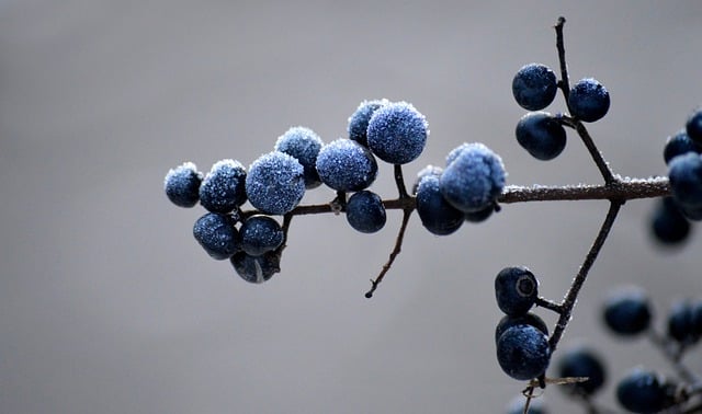 neelam279-privetberries-10073068_640