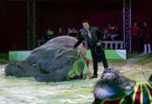 Szandra elefánttal együtt búcsúzik Richter Flórián, új korszak kezdődik a magyar cirkuszvilágban