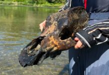 Ősi állat koponyája került elő a Tisza medréből Szolnok és Kisköre között